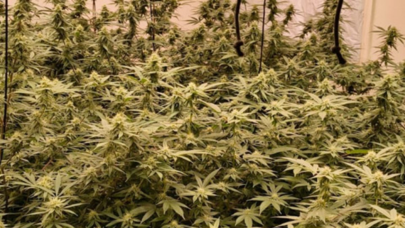 Advogado é preso com 46 kg de maconha cultivados em casa em Jaboatão