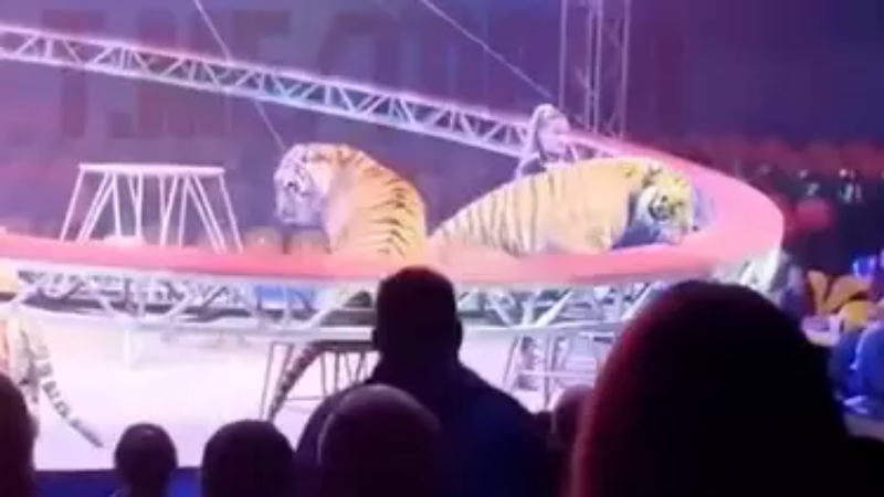 Tigre escapa de área de contenção e invade plateia em circo na Rússia