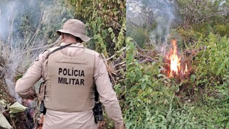Operação policial elimina plantio de maconha em Curaçá – BA