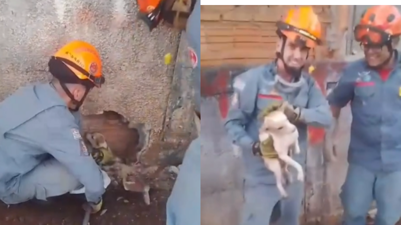 Cachorro é retirado sem ferimentos após ficar preso em vão entre muros