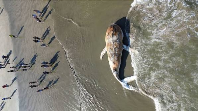 Baleia-jubarte é encontrada morta em praia de SP e acende alerta para doenças e tubarões