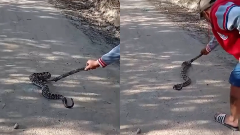 Cascavel ataca homem durante tentativa de retirar animal de estrada em Belo Jardim