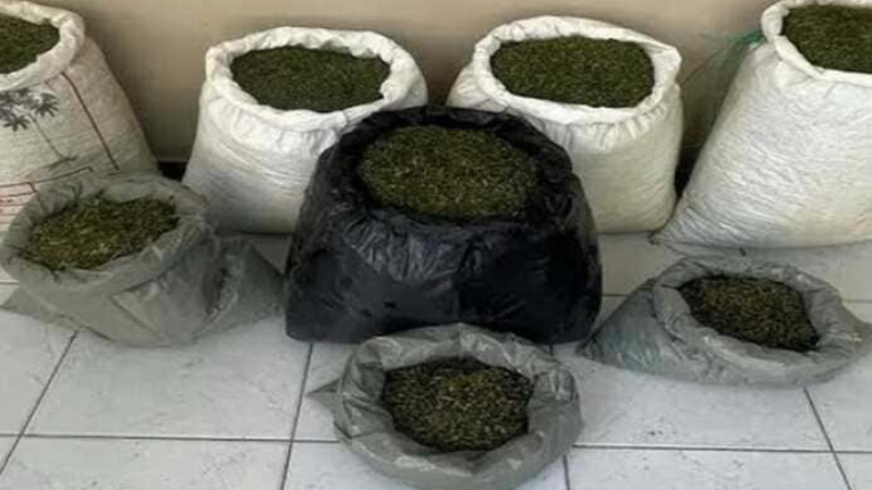 Plantação de maconha e arma são localizadas pela PM em propriedade rural de Campo Formoso