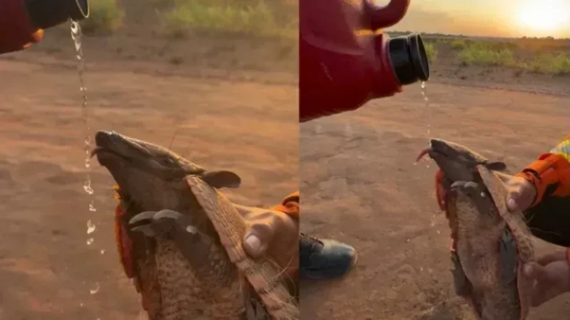 Após ser salvo de incêndio, tatu recebe água de bombeiros no Mato Grosso