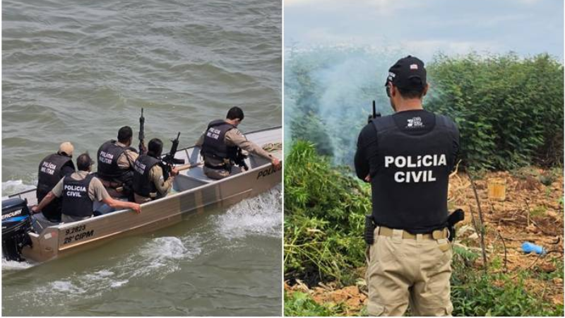 Operação destrói 2 mil pés de maconha em ilha no Rio São Francisco